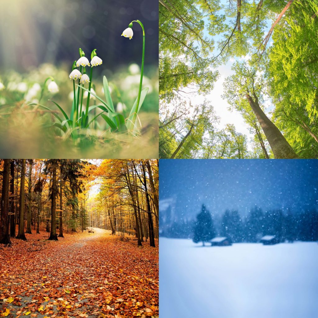 montage of 4 photos showing the seasons